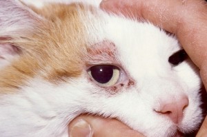 Симптомы демодекоза у кошек