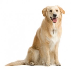Симптомы и лечение демодекоза у собак